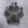 snowyhound