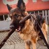 schaeferhund12022020