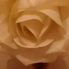 lilirose2886