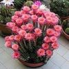 fatmafatma9396