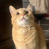 darby_ollie
