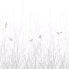 _flower_scent3