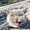 britishshorthair_leo