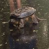 turtleman85