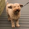mollythedood