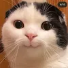 gattino.ino