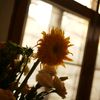 sun.prps
