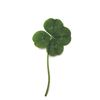 LUCKY
