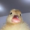 salve_patito_cuak