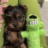 sherrytheyorkie