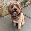 ziggy_the_cavapoo