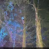 dillondoc11