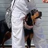 ireneanddogs