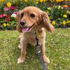 julesthecav
