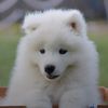 kuma_the_great