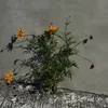 pinkpantherx9703