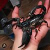 august_1scorpioqueen