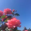 orange_blossom24