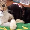 kittiemarie2026