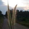 Anoy_