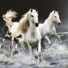 hamad12347