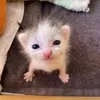_mew.243