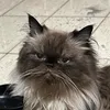 mryj00