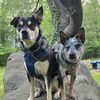 cableandrogue_theheelers