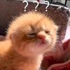 meomew.meo