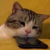 saddcat2