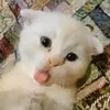 btvy24