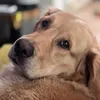 sharliegold