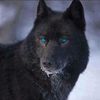 wildbluefire