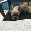 baby_yoda_officall0