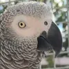 Cruz the African Grey