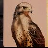 fatkdm_38