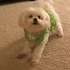 catdogolive