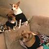 dogzinhos2022