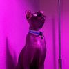 bald_panther_shelter