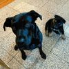 dakota_and_moose