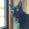 jazzycat4