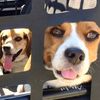 2beaglesforlife