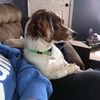 dukethedoxie