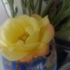 lilis_flor