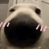 clmhaivcl