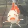 betterbewhael