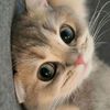 catnaw