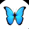 teetiger7