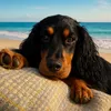 rachael_margothespaniel