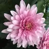 zazouille9292